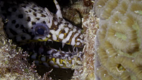 Hermosa-Anguila-Morena-Dragón-Con-Increíbles-Ojos-Humanos-Rodeada-De-Arrecifes-De-Coral-Blando