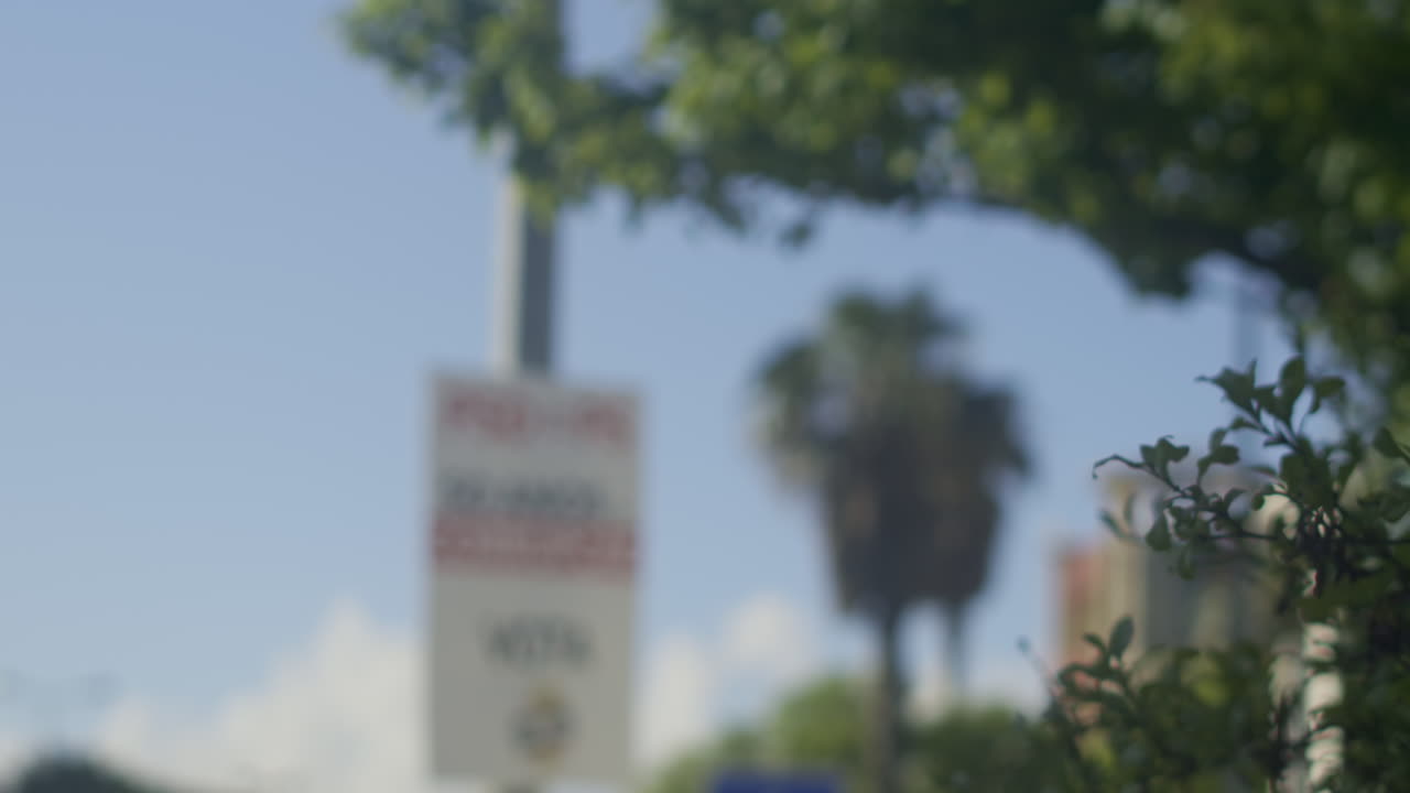 A palm tree on a town square.