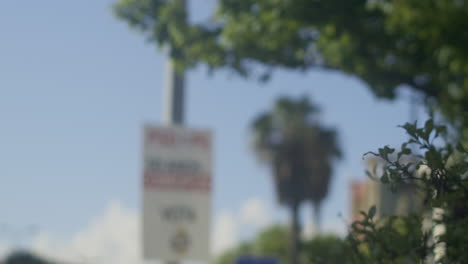 a palm tree on a town square.