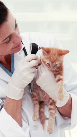 veterinarian examining a cat with its owner