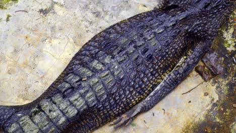 crocodile lies on the ground in barnacles crocodile farm, indonesia - high angle, close up