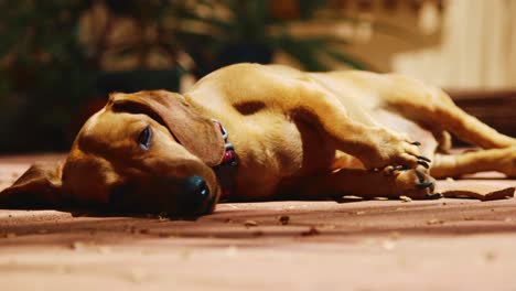 a dachshund dog laying in the shade of the sun outside