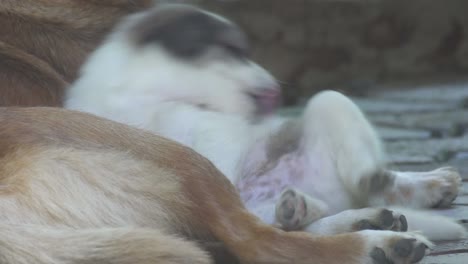 puppy cleaning itself