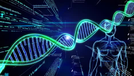 dna and human body visualization
