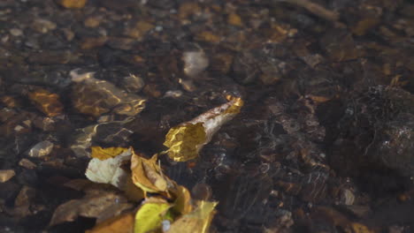 una sola hoja de otoño colorida flota río abajo en cámara lenta