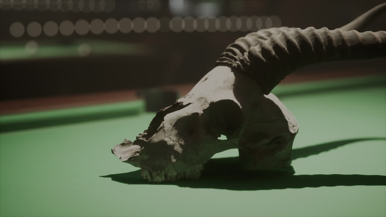 cráneo de animal en una mesa de billar
