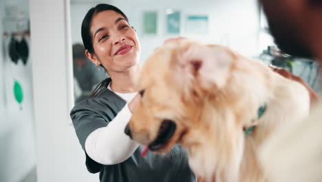 veterinarian examines a golden retriever dog