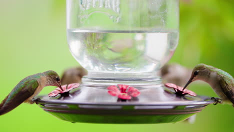 two hummingbirds feeding at a nectar feeder