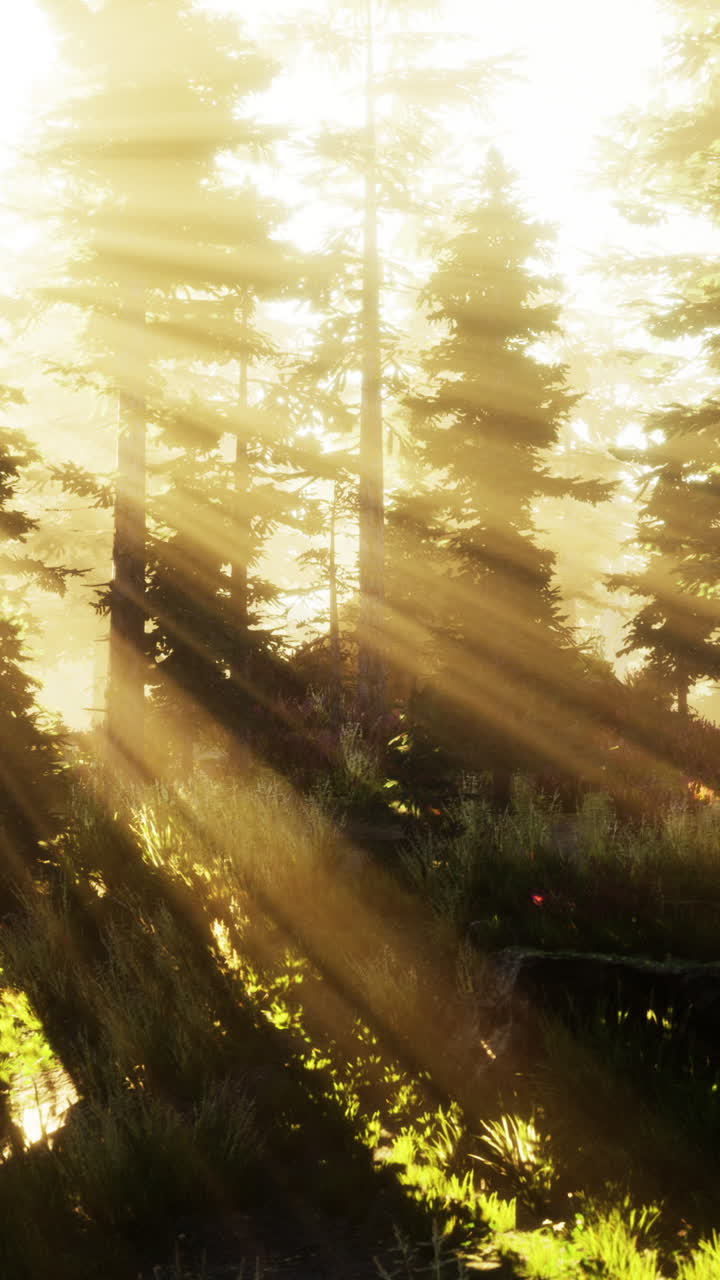 amanecer en el bosque