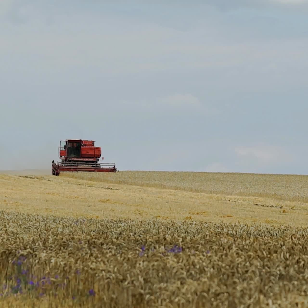 Field of wheat at harvesting time. Grain harvester combine work in field