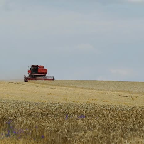 field of wheat at harvesting time. grain harvester combine work in field