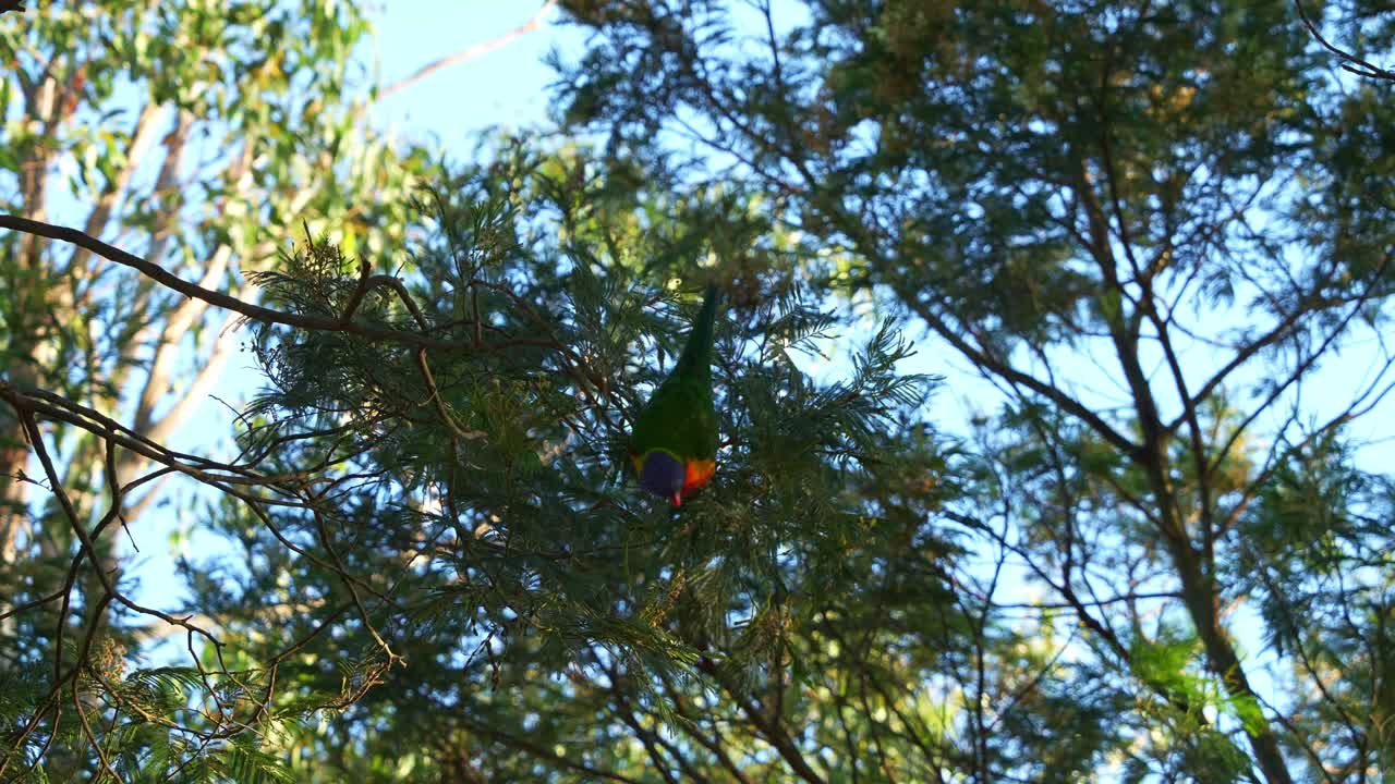 lorikeet arco iris silvestre, trichoglossus moluccanus posado al revés en la rama de un árbol en un entorno forestal