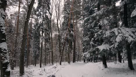 hermosa escena de nieve del bosque de invierno con nieve profunda