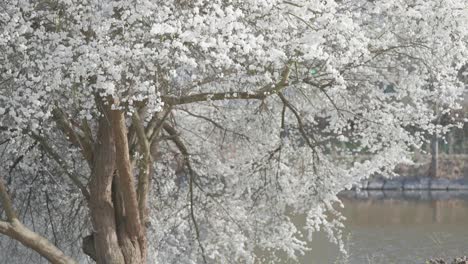 The-serene-bank-of-a-small-pond-is-home-to-a-cherry-tree-in-full-bloom,-its-vibrant-flowers-creating-a-delightful-spring-scene