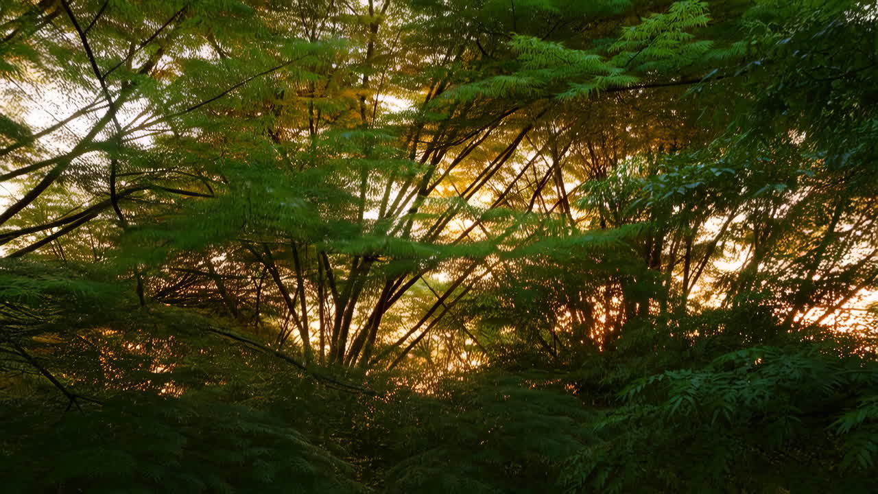 el dosel del bosque al atardecer