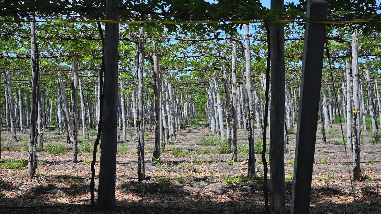 plantación de viñedos cosecha de uvas de mesa verdes en un día soleado y ventoso