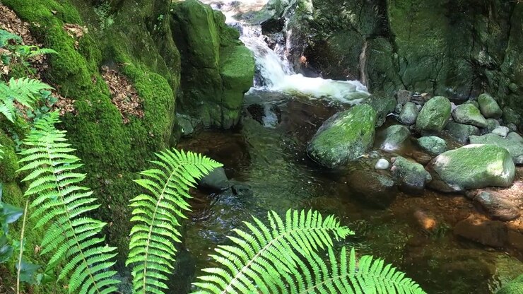 Irlanda: Lugares épicos, arroyo del bosque, cascada, helechos y el caudaloso arroyo de montaña del Río Mahon en Waterford.