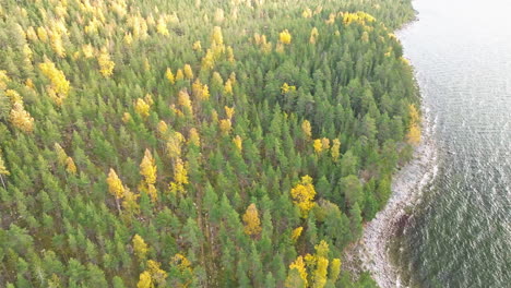 sweden - autumn's sun-kissed enchantment graces a breathtaking swedish forest by the lively sea, showcasing impressive colors stirred by the wind - aerial drone shot