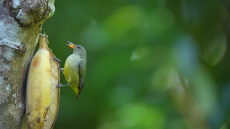 ein weiblicher orangefarbener flowerpecker-vogel isst eine banane, die an einem baum hängt