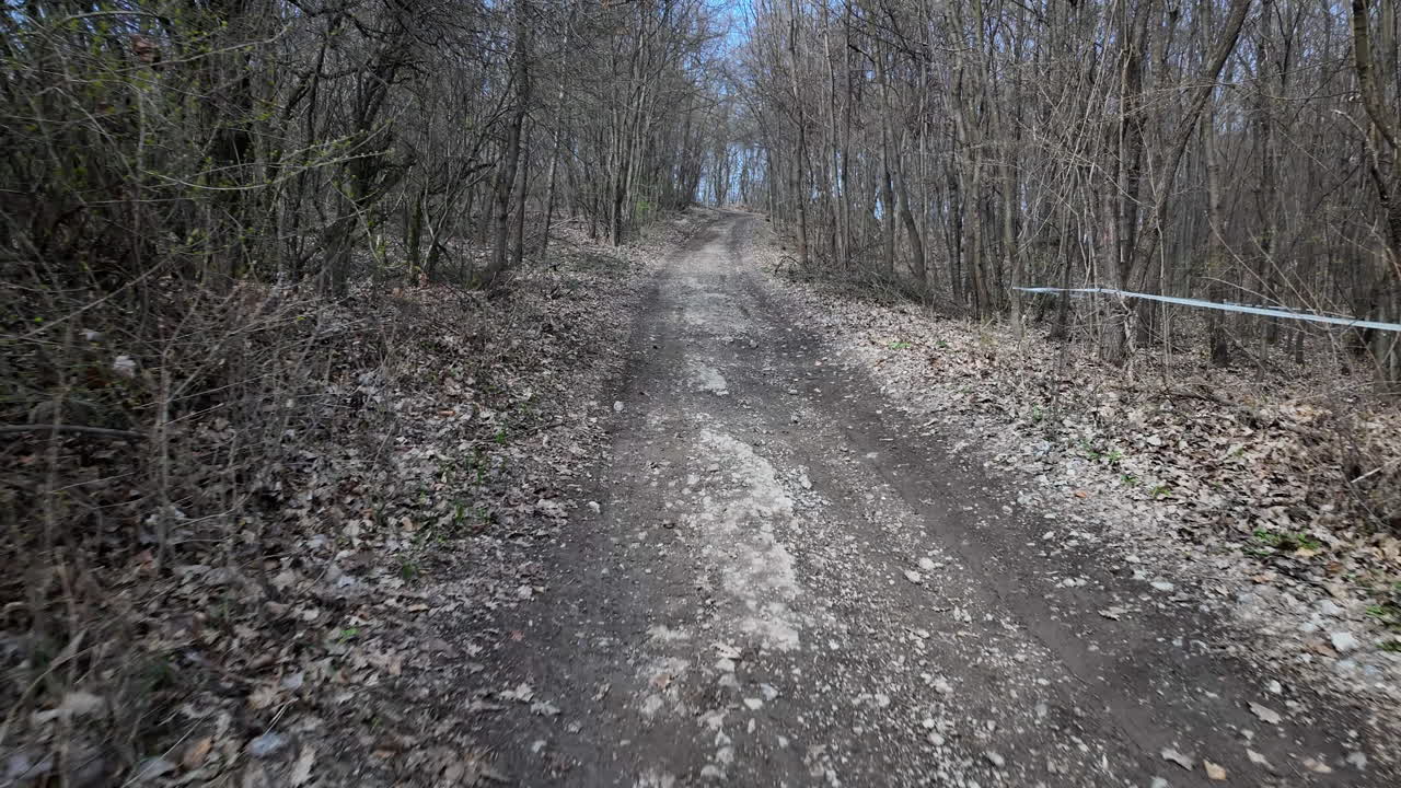 Dirt road through early spring forest landscape