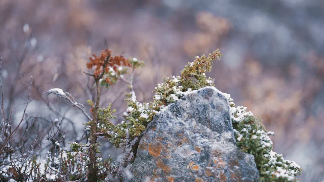primera nieve en los arbustos de hoja perenne, piedras y hierba marchita en la tundra
