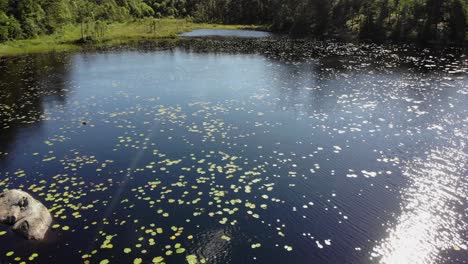 aerial view of lily pads, waterlily plants, on a forest pond, during golden hour, on a sunny, summer evening, sweden - pan, drone shot - nymphaea