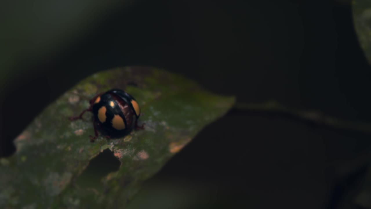 무당벌레 가족의 딱정벌레는 밤에 빛 아래에서 잎사귀를 걷고 멀리 이동하며 검은색 노란색 페루 열대우림을 닫습니다