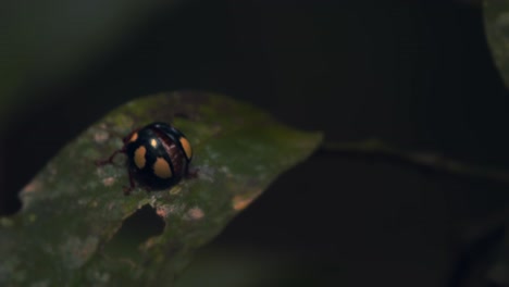 Escarabajo-En-La-Familia-De-Mariquitas-Camina-Sobre-Una-Hoja-Por-La-Noche-Bajo-La-Luz-Y-Se-Aleja,-Primer-Plano-Negro-Amarillo-Perú-Selva-Tropical