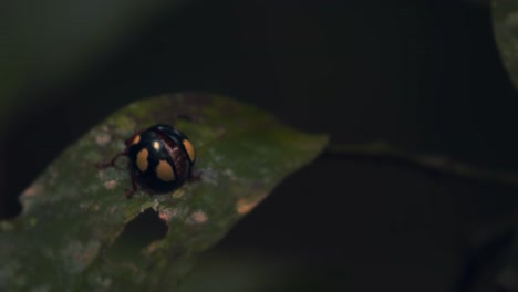 beetle in the lady bug family walks on a leaf at night under light and moves away, closeup black yellow peru rain forest