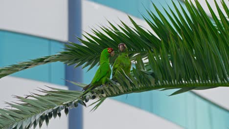 two green parrots perched on a palm branch with a blurred background