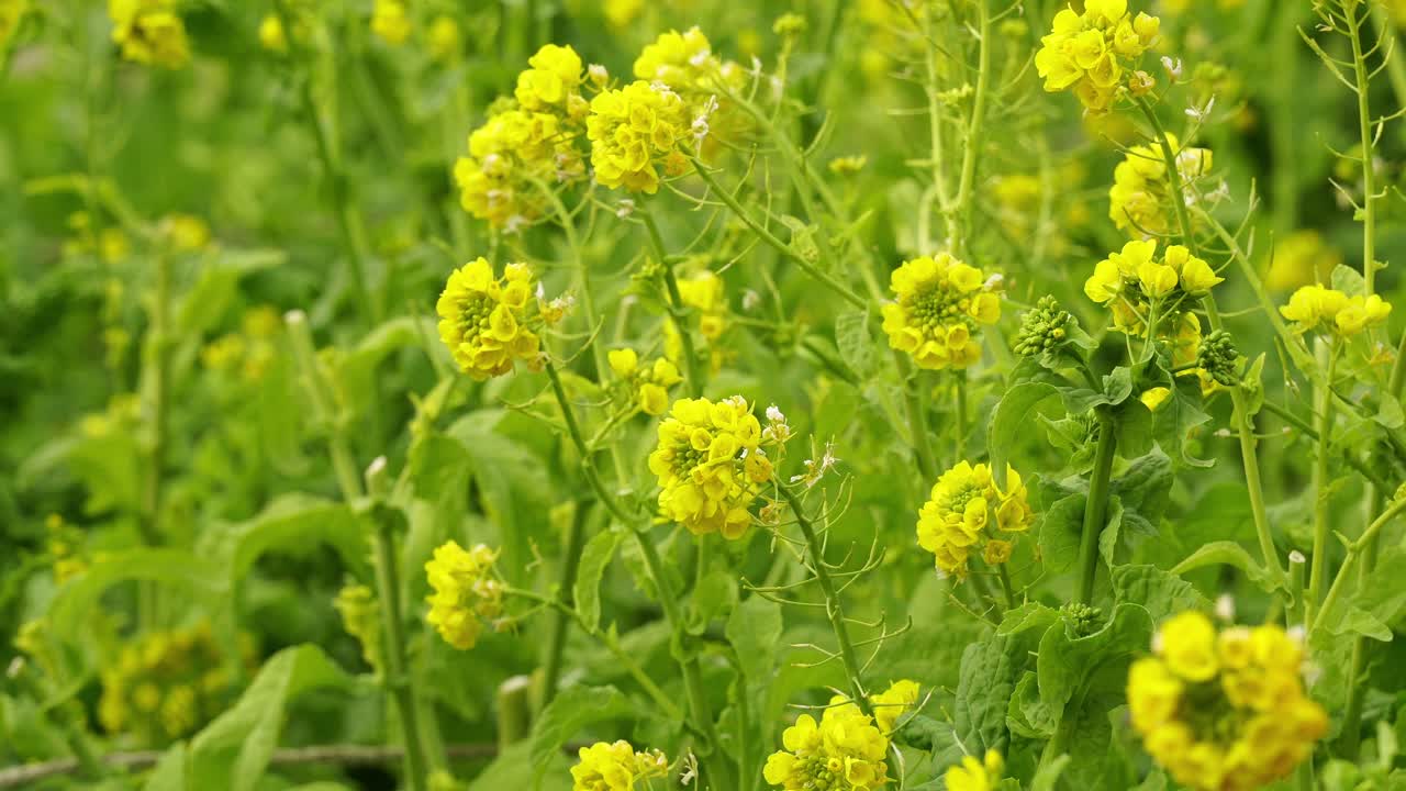 Field of Japanese Rapeseeds During the Day