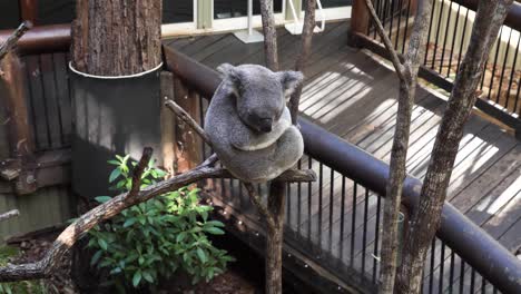 australian native koala bear sleeps on a tree branch in a wildlife rescue tourist attraction centre