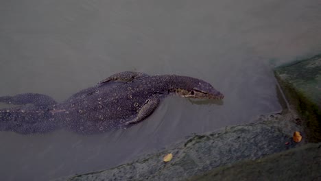 Monitor-De-Lagarto-Nada-A-Lo-Largo-Del-Lago-En-Singapur