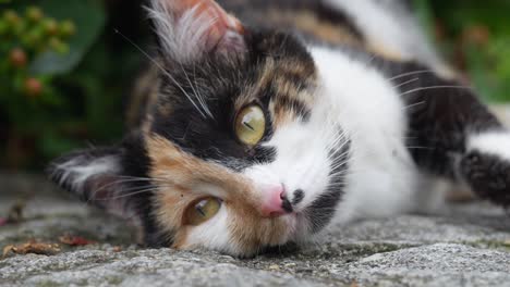 close-up of cute calico cat lying on stone path in peaceful garden in walensee, switzerland, calm and cozy moment of animal