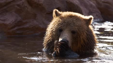 a hungry grizzly bear in a pond scrunches its' nose and tears through a piece of fish it's holding