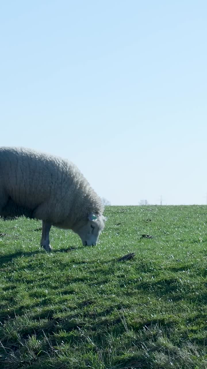 Pecore al pascolo sull'erba verde in un campo soleggiato
