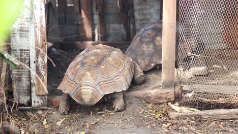 tortoise exploring enclosure at floating market