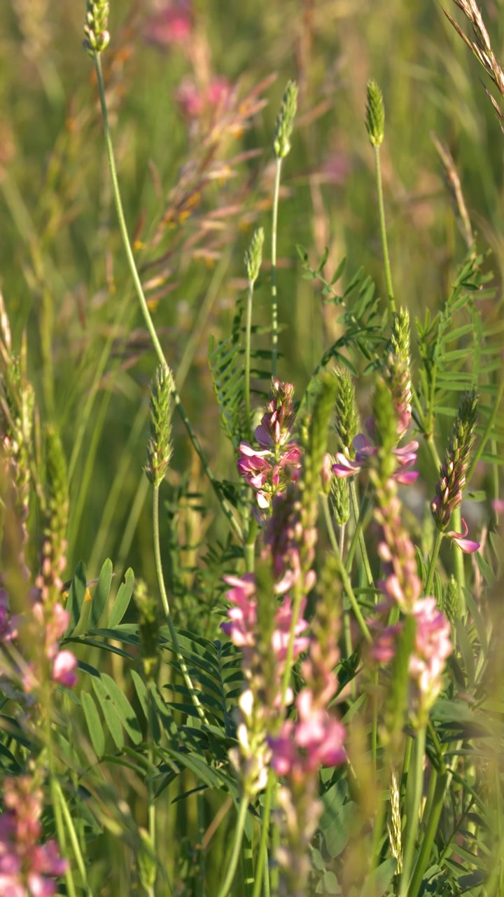 Primo piano di fiori rosa di lupinella ed erba verde che ondeggiano dolcemente nella luce dorata del sole.