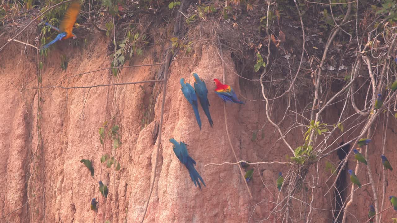 Blue-and-Yellow Macaw and Scarlet Macaw Interacting at Amazon Clay Lick