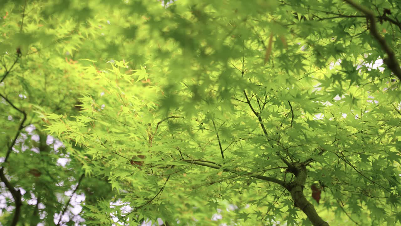 Green Japanese Maple Leaves Background Shot 4k