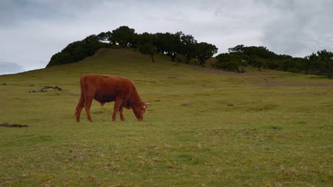 vaca marrón pastando en un pasto de montaña