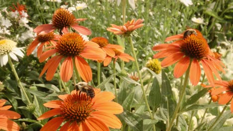 two bees flying around and pollenating orange heleniums in spring