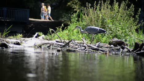 Graureiher-Auf-Der-Suche-Nach-Fischen-In-Seichten-Gewässern,-Im-Hintergrund-Passanten-Entlang-Der-Flusspromenade