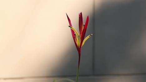 el lapso de tiempo de una flor de heliconia floreciendo