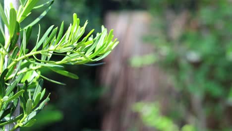 close-up of podocarpus costalis branch in nakhon nayok