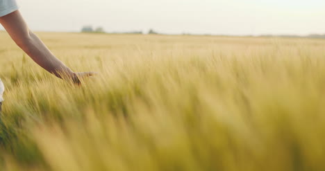 touching wheat crops