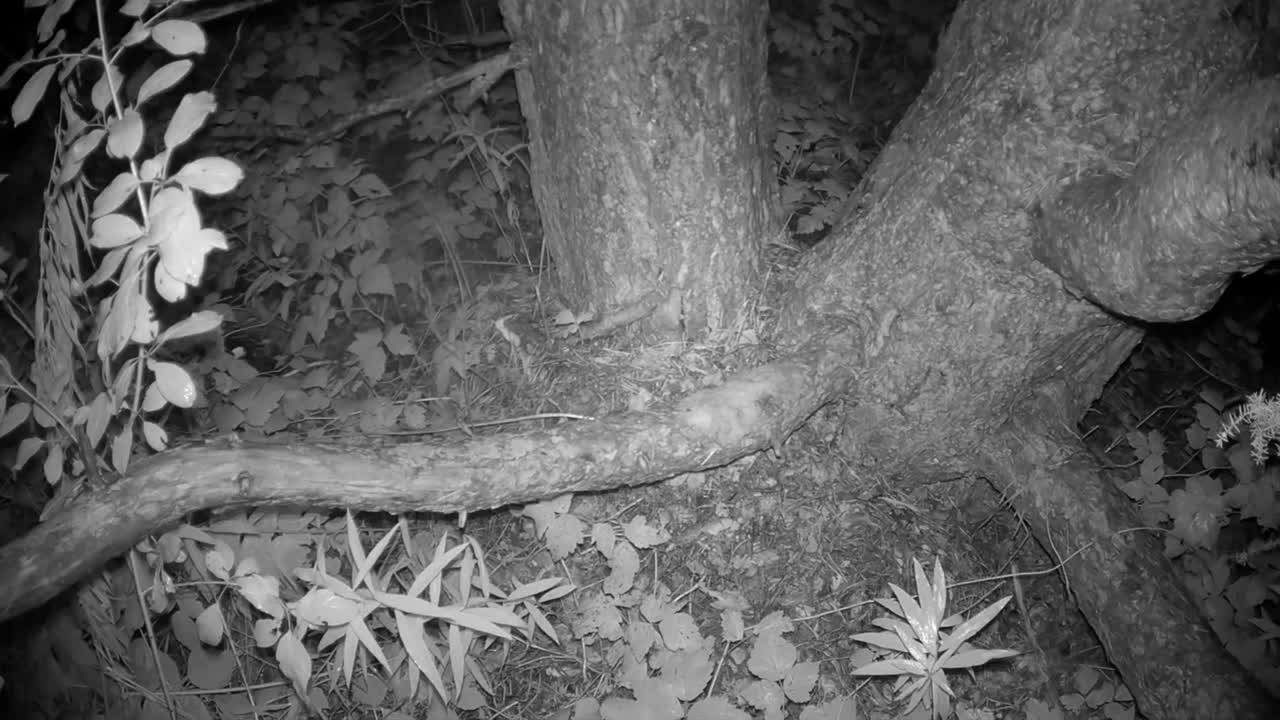 Yellow-necked mouse (Apodemus flavicollis) moving under a pine tree. Estonia