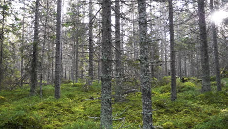 verde, bosque de pinos boreales cubiertos de musgo a la luz del día, toma panorámica lenta