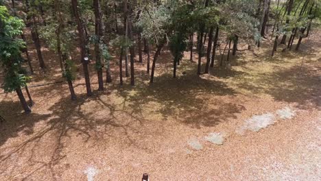 a girl walking on forest clearing during fall season