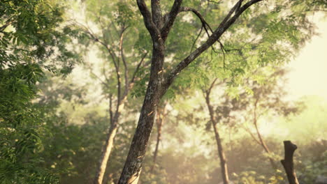 beautiful green forest glade in a light of sun